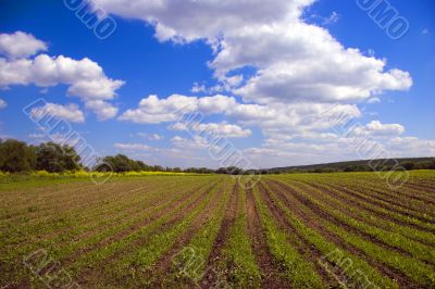 Green agricultural sow field and blue sky