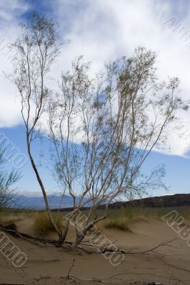 The green tree in desert on the sand