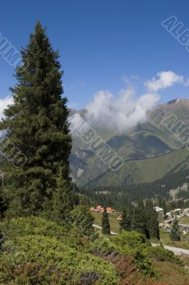 Big fir and clouds over mountains