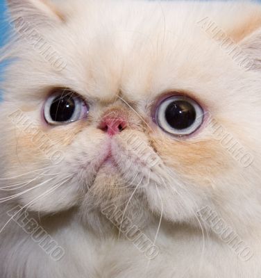 Cat persian