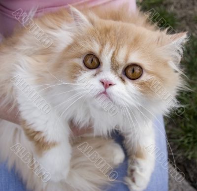 Cat persian