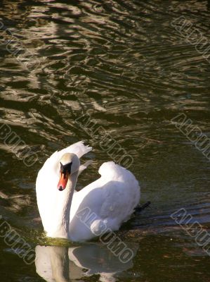White swan