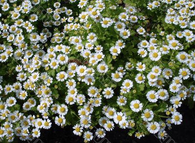 fild of camomiles