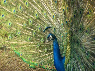 Beautiful peacock