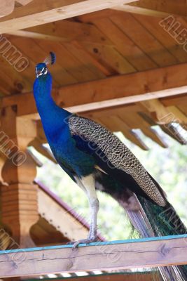 Beautiful peacock