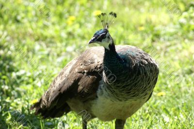 Peacock female