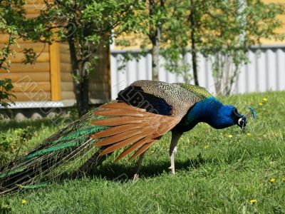 Beautiful peacock