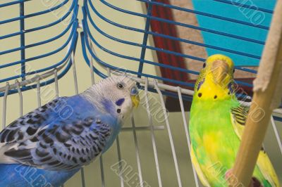 Parakeets