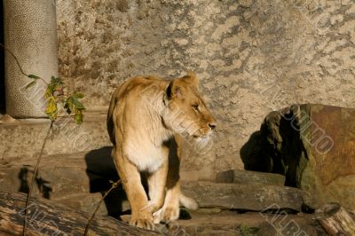 Female lion