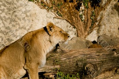 female lion