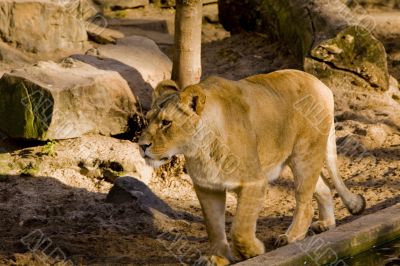 Female lion