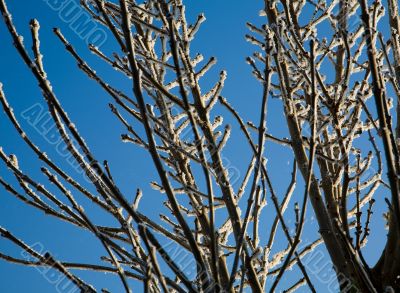 Ice Tree