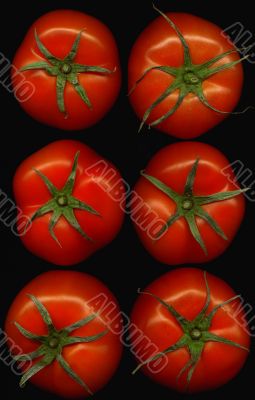 tomatoes