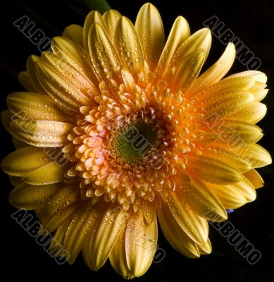 Yellow gerbera with spots on black background