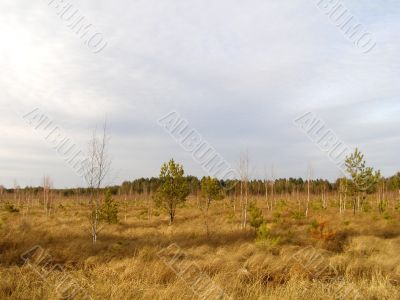 Spring in forest-steppe