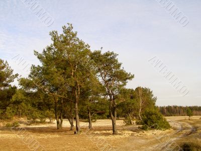 Pine trees on the sand