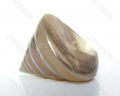 Sea shell