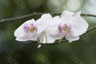 orchids