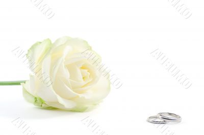 wedding rings and a rose