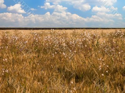 Wheat field with weeds