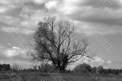 Tree lonely in field