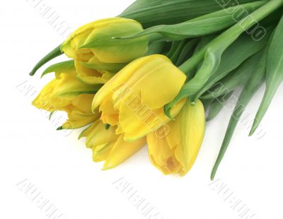 bunch of yellow tulips