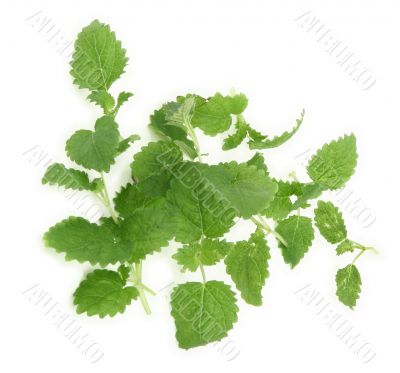 lemon balm on white