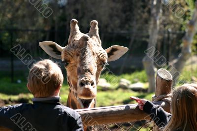Baringo Giraffe 4763