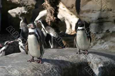Humboldt Penguin 4685