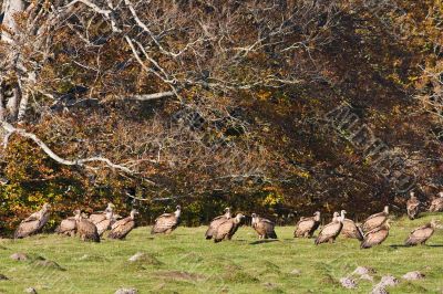 Vultures on the meadow