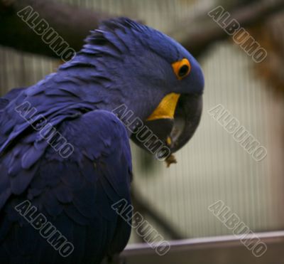 Hyacinth Macaw