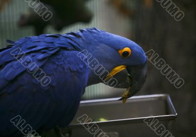 Hyacinth Macaw