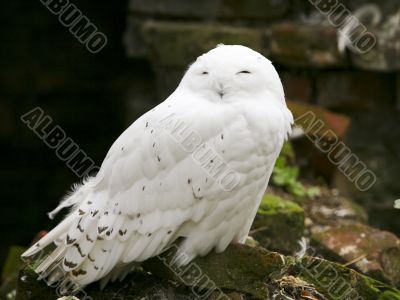 Snow Owl