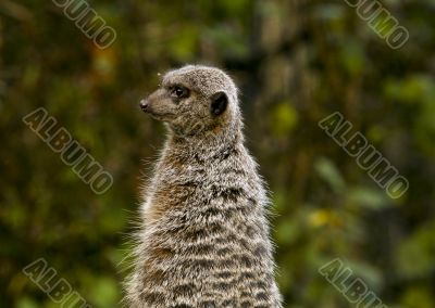 Suricata