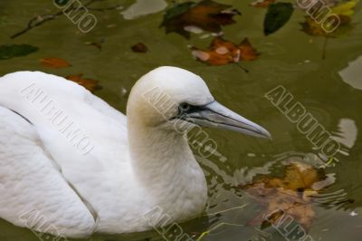 Snowy Egret