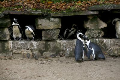 Pinguins