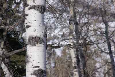 Winter: bare aspens in snowfield