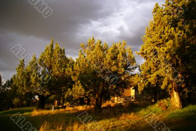 Juniper trees before thunderstorm