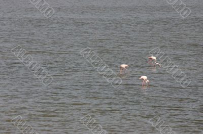 Flamingos in coastal lagoon