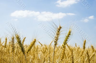 Wheat spikes