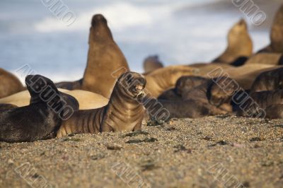 many seal at the beach