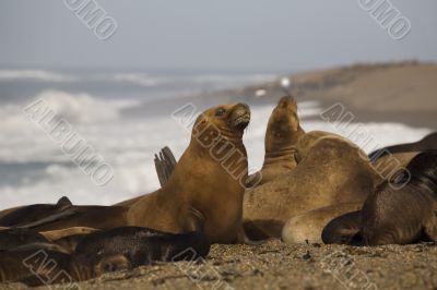 seal at the beach
