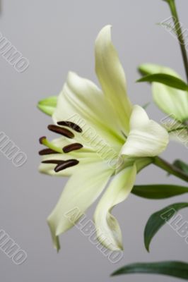 Мadonna lily flower