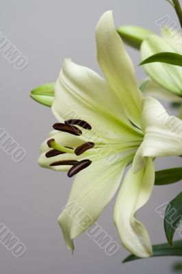 Мadonna lily flower