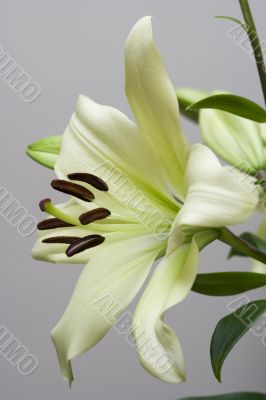Madonna lily flower