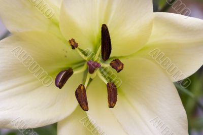 Мadonna lily flower