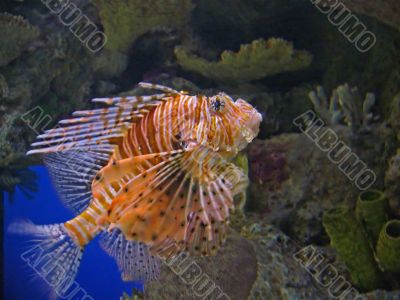 Lion Fish