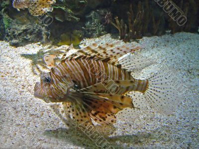 Lion Fish