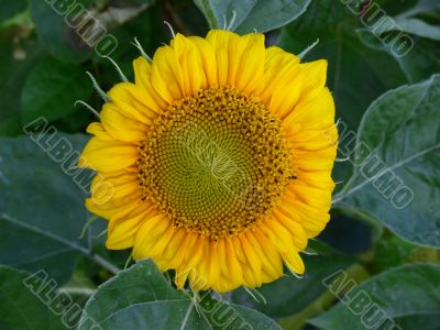 Young sunflower