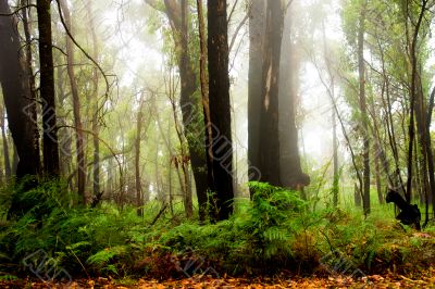 Forest Fog